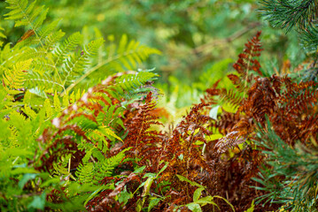 fern in the autumn forest
