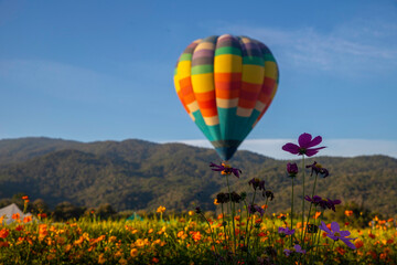 Selective of purple flower in field with blurred hot balloon in nature background