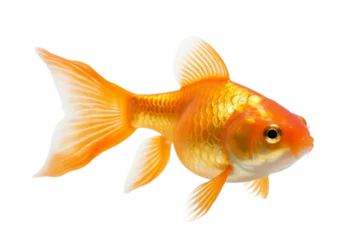 Fotobehang goldfish isolated on white background © lovephotos