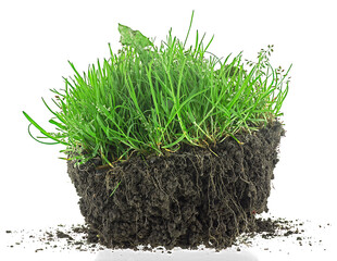 Young green grass in black soil isolated on a white background
