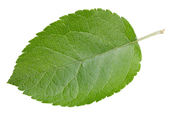 Apple leaves isolated on white