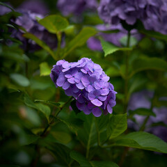 紫陽花