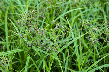 Wood club-rush (Scirpus sylvaticus) foliage in a wet meadow in July.