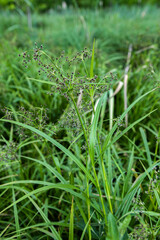 Wood club-rush (Scirpus sylvaticus) foliage in a wet meadow in July.