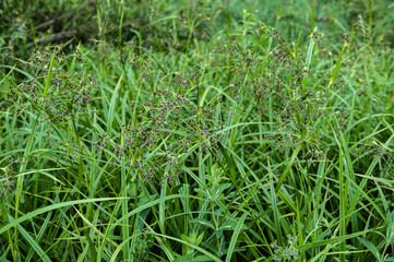 Wood club-rush (Scirpus sylvaticus) foliage in a wet meadow in July.
