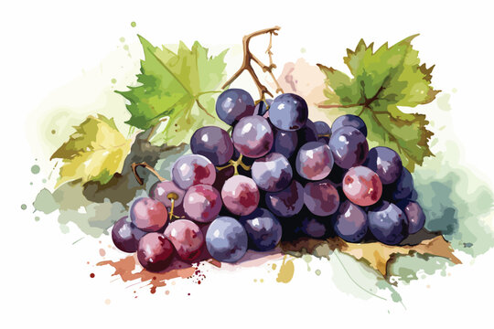 Grapes watercolor painting white background.