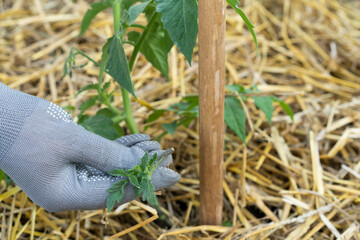 removal of stepchildren, pinching of tomato bushes in the greenhouse