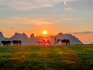 Horses on a Mountain with Mountains and the Sunset in the background in Nassfeld Pressegger See, Austria