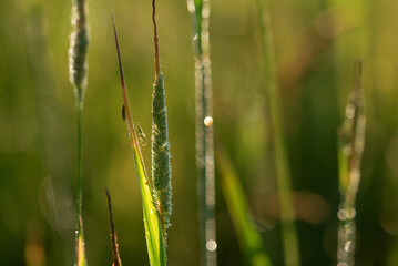 Trawa na łące o świcie, owady siedzące na trawie  © Elżbieta Kaps