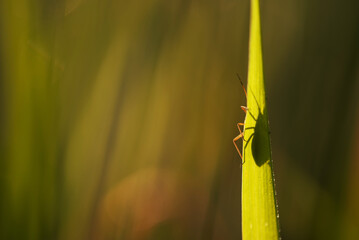 Trawa na łące o świcie, owady siedzące na trawie  © Elżbieta Kaps