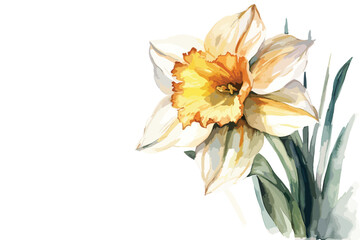 Bouquet of yellow flowers Narcissus watercolor white background.