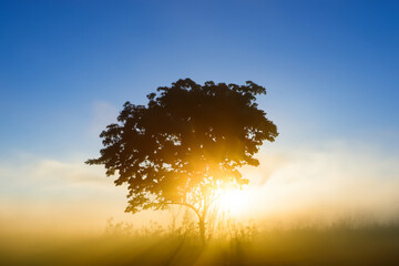 sunset in the forest