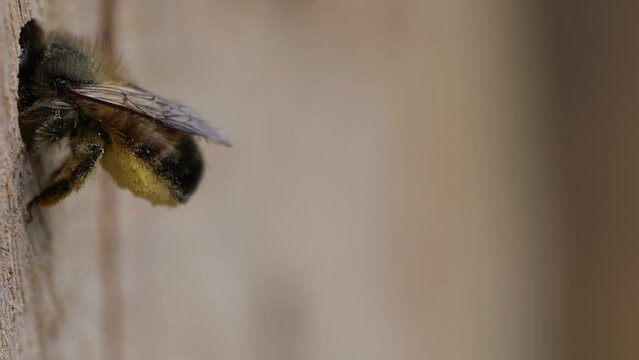 Rusty red mason bee (Osmia bicornis) emerges backwards from the brood cavity after entry of nectar and pollen, turns and hatches backwards with the abdomen into the cavity to lay an egg in the cell