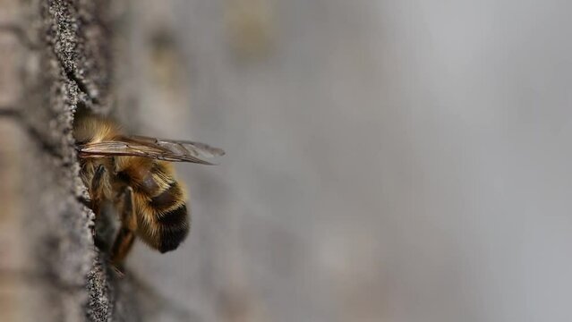 Rusty mason bee (Osmia bicornis) crawls into the breeding tube in the tree disc, North Rhine-Westphalia, Germany, Europe
