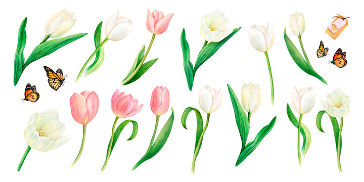 Watercolour drawn set of beautiful pink and white tulip flowers, butterflies, heart decoration, name tags on white background. Drawing for logo, stickers, invitation, prints