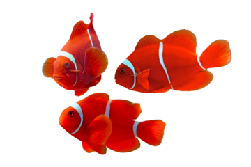 Maroon clownfish on white background, anemones on isolated background