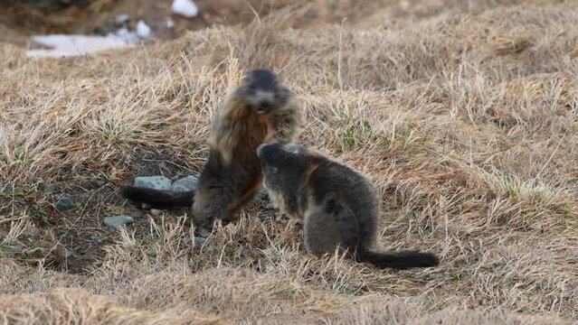 Marmots (Marmota), Mankei, Muggen, mating in springtime