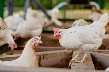 chicken farm in sunny weather, free range chicken farm