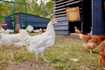 chicken farm in sunny weather, free range chicken farm