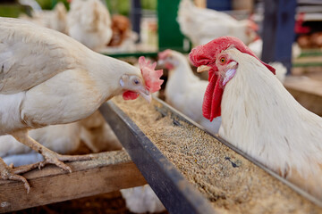 chicken eats feed and grain at eco chicken farm, free range chicken farm
