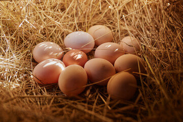 farmer collects eggs at eco poultry farm, free range chicken farm