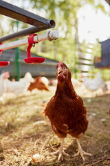 Fototapeta premium chicken farm in sunny weather, free range chicken farm