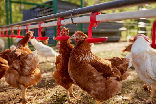 chicken drinking water from a drinker at chicken eco farm, free range chicken farm