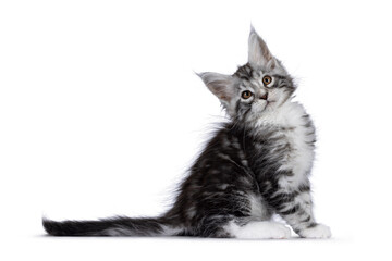 Fototapeta na wymiar Cute siver tabby Maine Coon cat kitten, sitting side ways. Looking towards camera. Isolated on a white background.