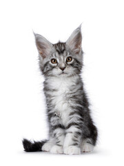 Obraz premium Cute siver tabby Maine Coon cat kitten, sitting up facing front. Looking towards camera. Isolated on a white background.