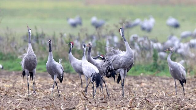 Common crane (Grus grus), Zingst Peninsula, Mecklenburg-Western Pomerania, Germany, Europe
