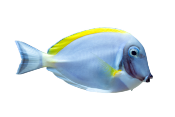 Powder blue tang fish closeup on isolated background