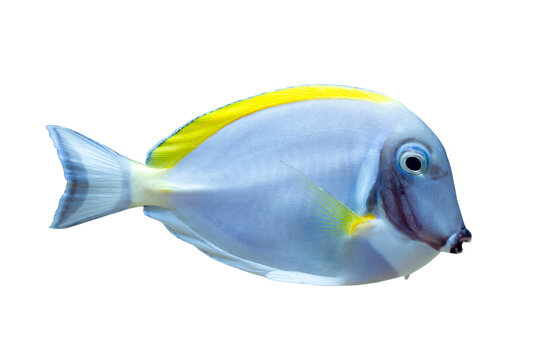 Powder blue tang fish closeup on isolated background