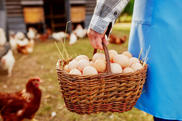 farmer holding goat with eggs in chicken eco farm, free range chicken farm © st.kolesnikov