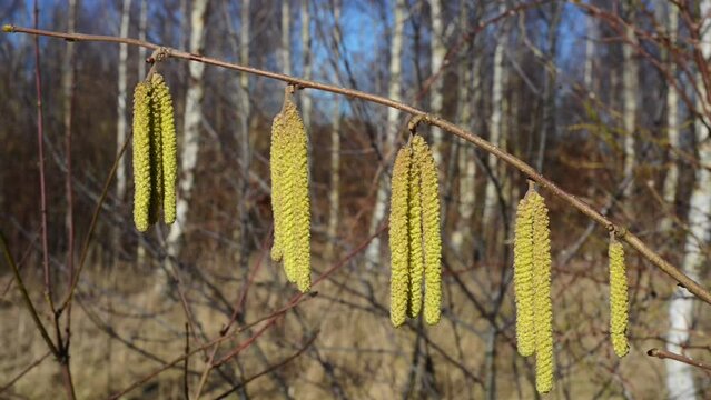 Common hazel (Corylus avellana), pollen