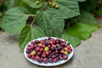 Grewia asiatica is a species of grewia native to southern Asia from Pakistan.