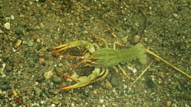 A close-up of the European crayfish - Astacus astacus - slowly crawls along the rocky-sandy bottom of a river or lake, moving its paws and tentacles in search of food.