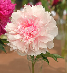 Joker Peony. Large blooms open vibrant pink over time changing to white with pink picotee edges