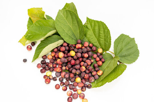 Grewia asiatica phalsa or falsa ripe fruit harvested isolated on a white background. Top view with selective focus.