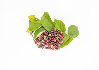Grewia asiatica phalsa ripe fruit berries with green leaves on white isolated background.