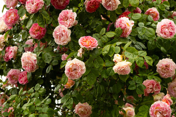 Damask rose bush close-up. Gardening, growing roses, beautiful postcard
