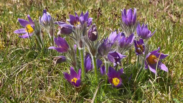 Pasque flowers (Pulsatilla vulgaris) in Stenshuvud national park, Simrishamn municipality, Scania, Sweden, Scandinavia, Europe