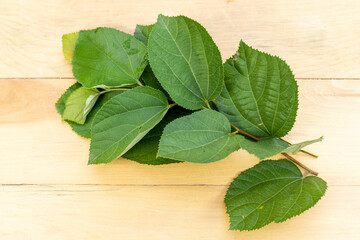 Grewia asiatica plant stem with green leaves on a wooden background