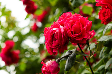 Red roses in the garden. Beautiful greeting card, gardening and rose cultivation.