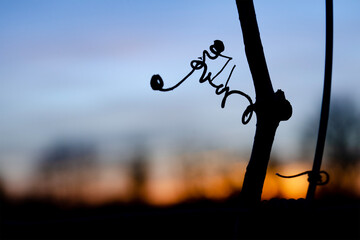 Vrille du soir © Did'pics