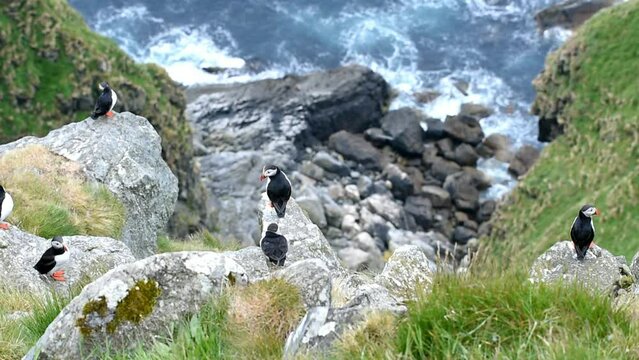 Puffin (Fratercula arctica), Puffin breeding on Runde Island, Heroy, Norway, Europe