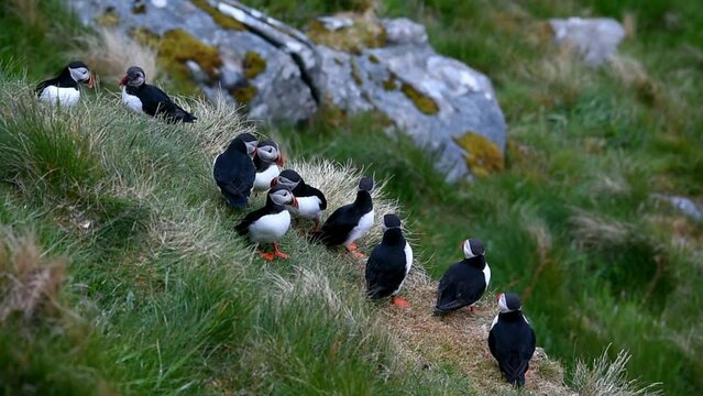Puffin (Fratercula arctica), Puffin breeding on Runde Island, Heroy, Norway, Europe