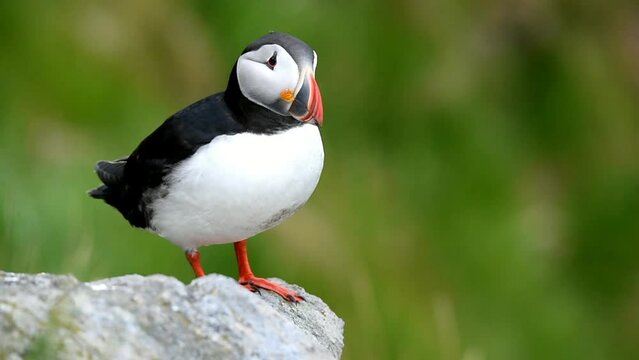 Puffin (Fratercula arctica), Puffin breeding on Runde Island, Heroy, Norway, Europe