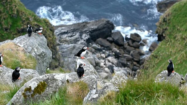 Puffin (Fratercula arctica), Puffin breeding on Runde Island, Heroy, Norway, Europe