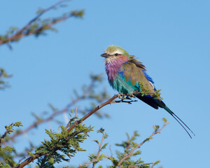 Close-up of a cute little Lilac-breasted roller (Coracias caudatus) bird perched on a twig with a clear blue sky in the background in Hwange National Park, Zimbabwe