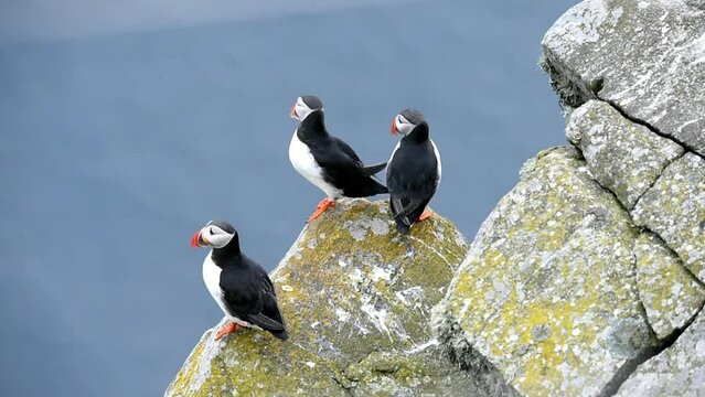 Puffin (Fratercula arctica), Puffin breeding on Runde Island, Heroy, Norway, Europe